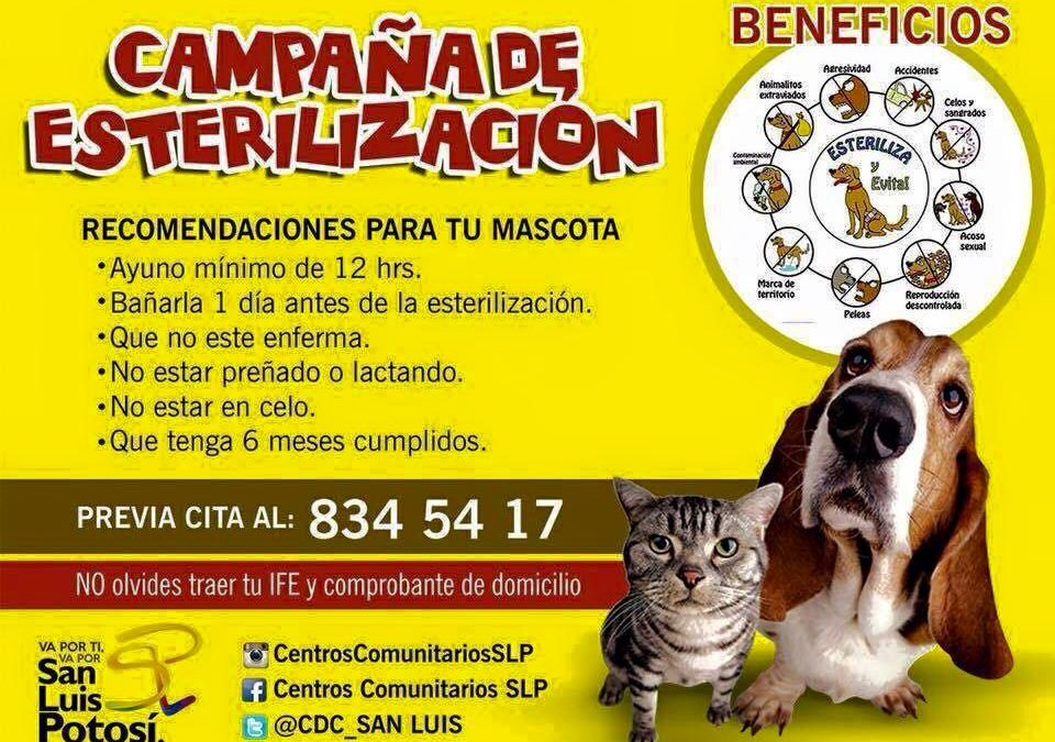 Esterilizaciones Gratuitas