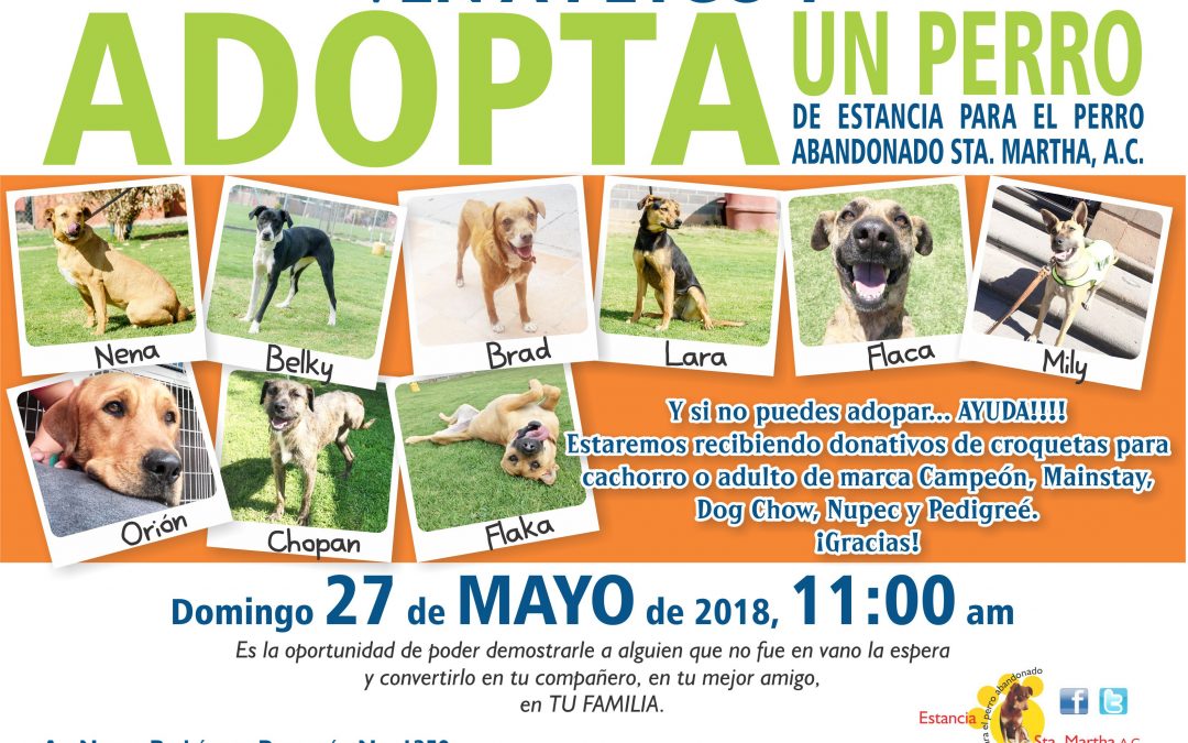 ADOPTA UN PERRO DE LA ESTANCIA EN PETCO