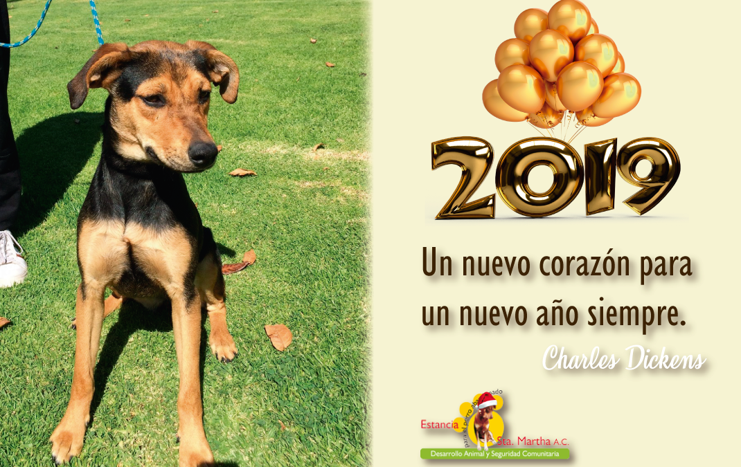 ADOPTA A LARA E INICIA UN FELIZ 2019