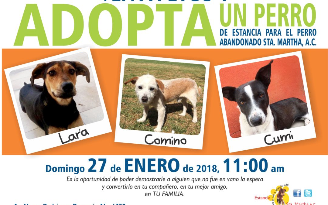 VEN A PETCO Y ADOPTA UN PERRO DE LA ESTANCIA
