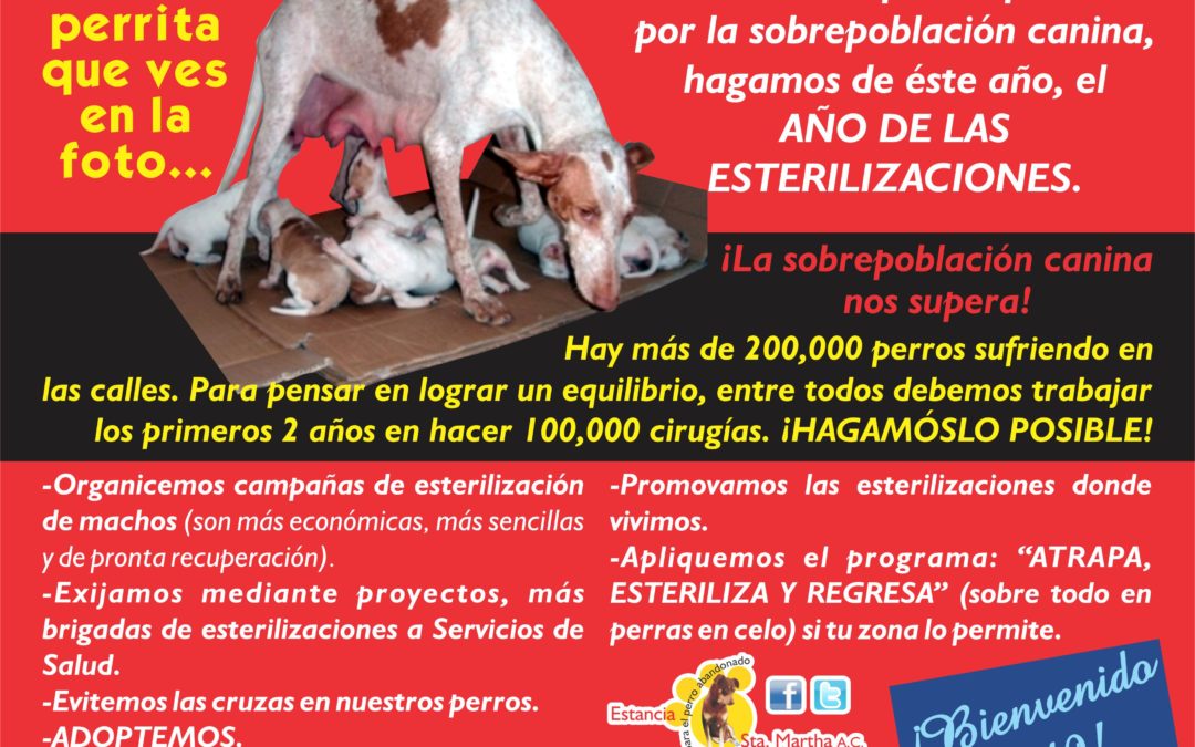 Bienvenido 2019 con más ESTERILIZACIONES