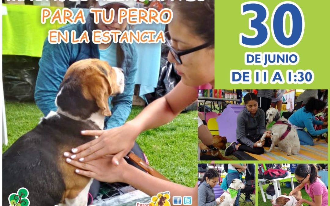 Masaje para perros en la Estancia