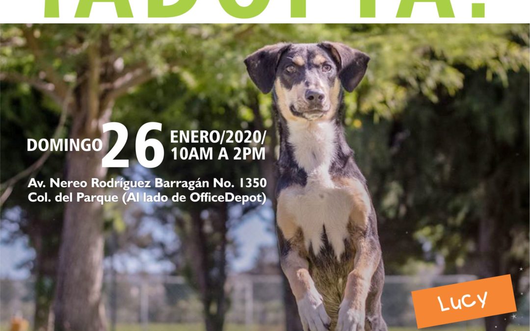 ADOPTA UN PERRO ESTE 26 DE ENERO EN PETCO