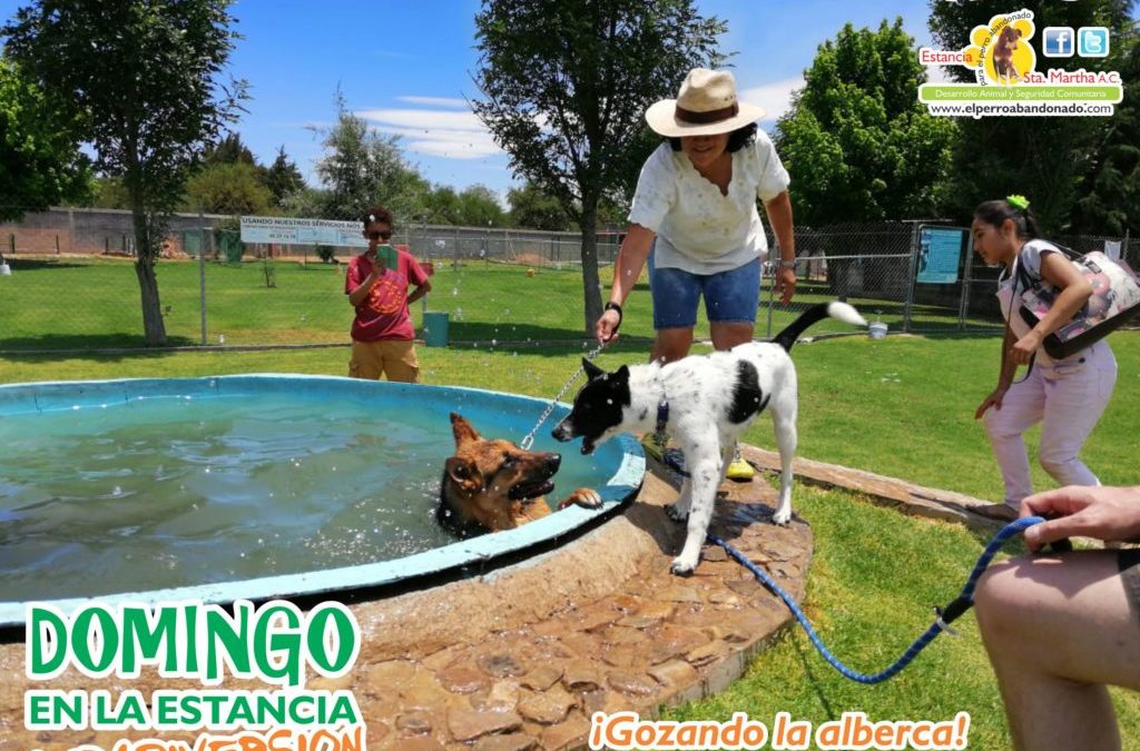 DOMINGO DE AGILITY Y DIVERSIÓN