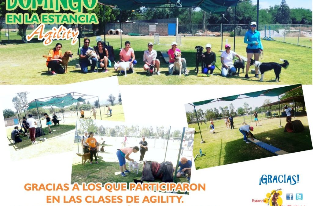 DOMINGO DE AGILITY Y DIVERSIÓN