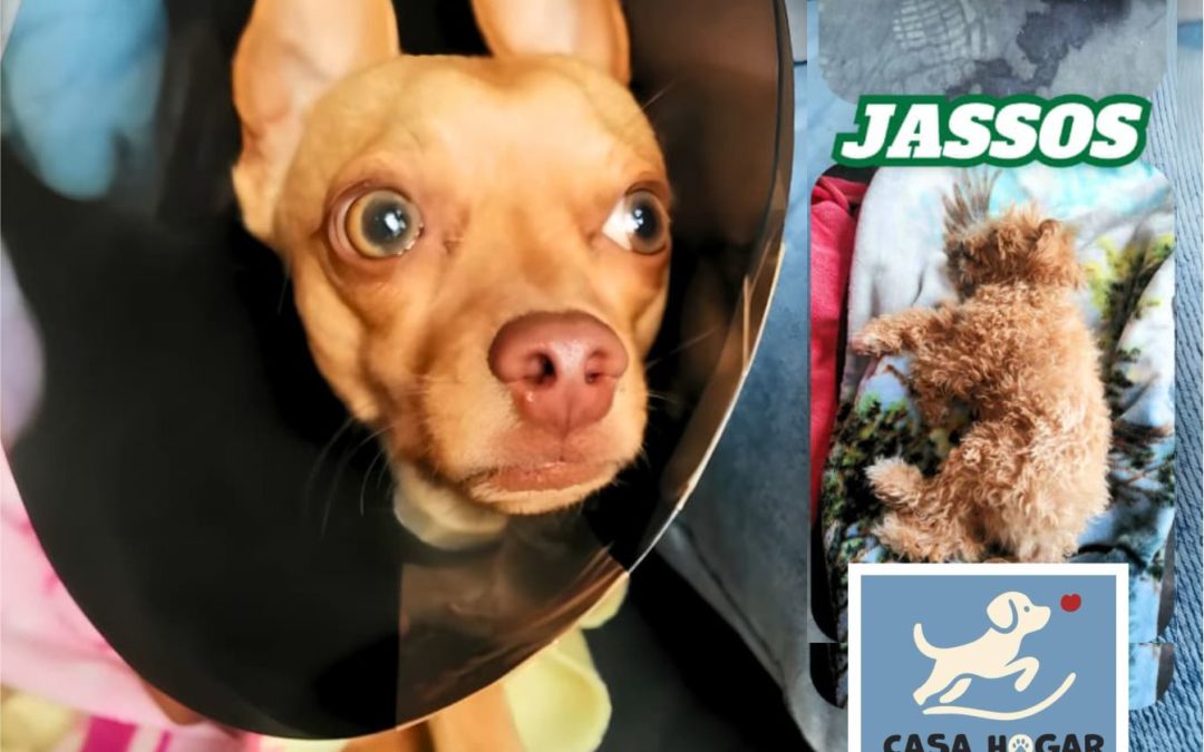 150 ESTERILIZACIONES EN JASSOS, 2025