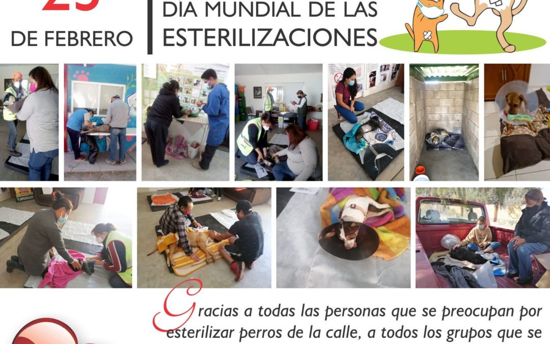 DÍA MUNDIAL DE LAS ESTERILIZACIONES EN LA ESTANCIA