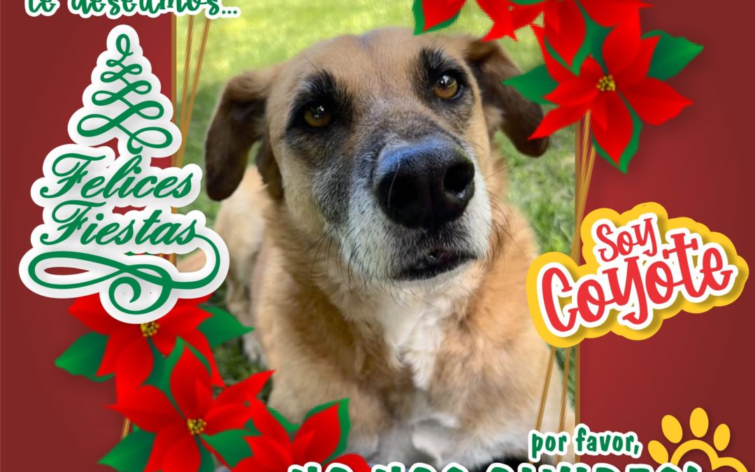 FELICES FIESTAS 2025