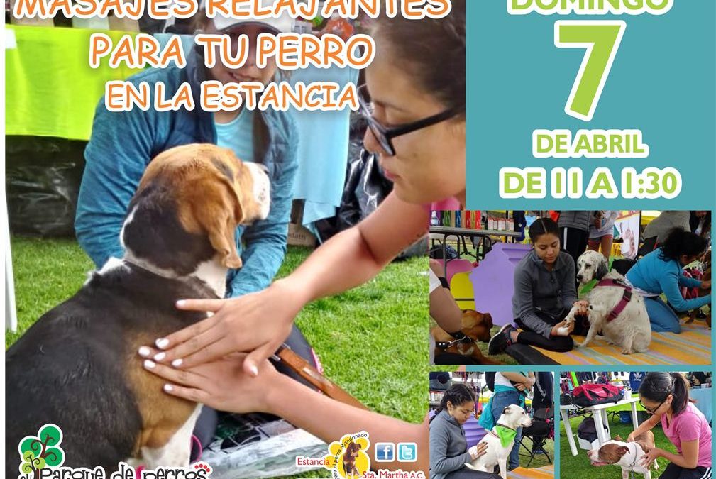 MASAJES PARA PERROS EN LA ESTANCIA