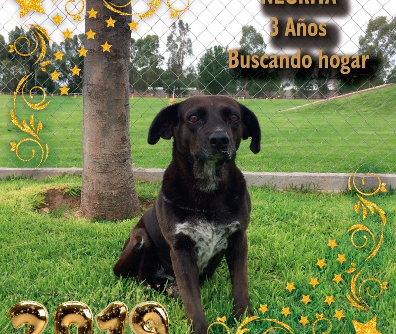 ADOPTA A NEGRITA Y AYUDA A QUE SEA SU AÑO