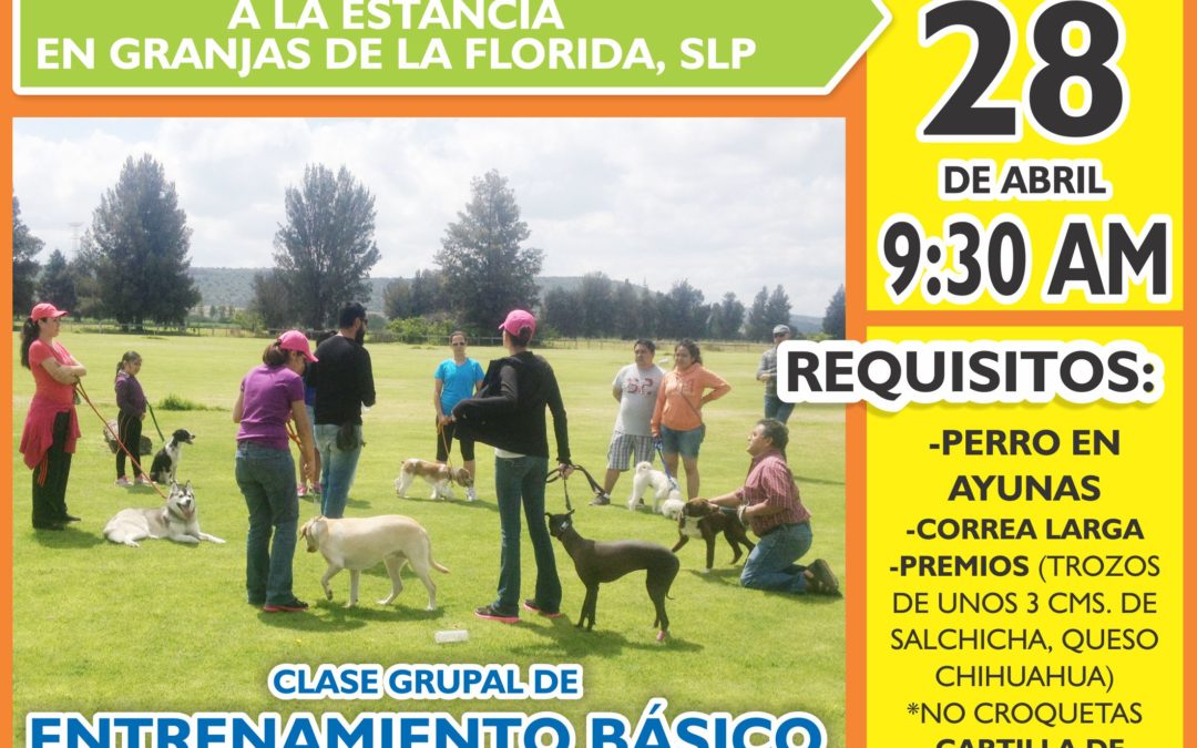 CLASE DE OBEDIENCIA BASICA