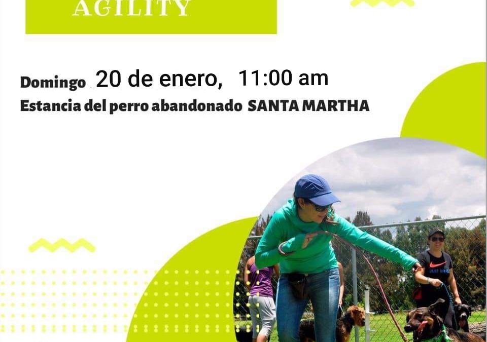EMPIEZA EL AÑO APRENDIENDO AGILITY