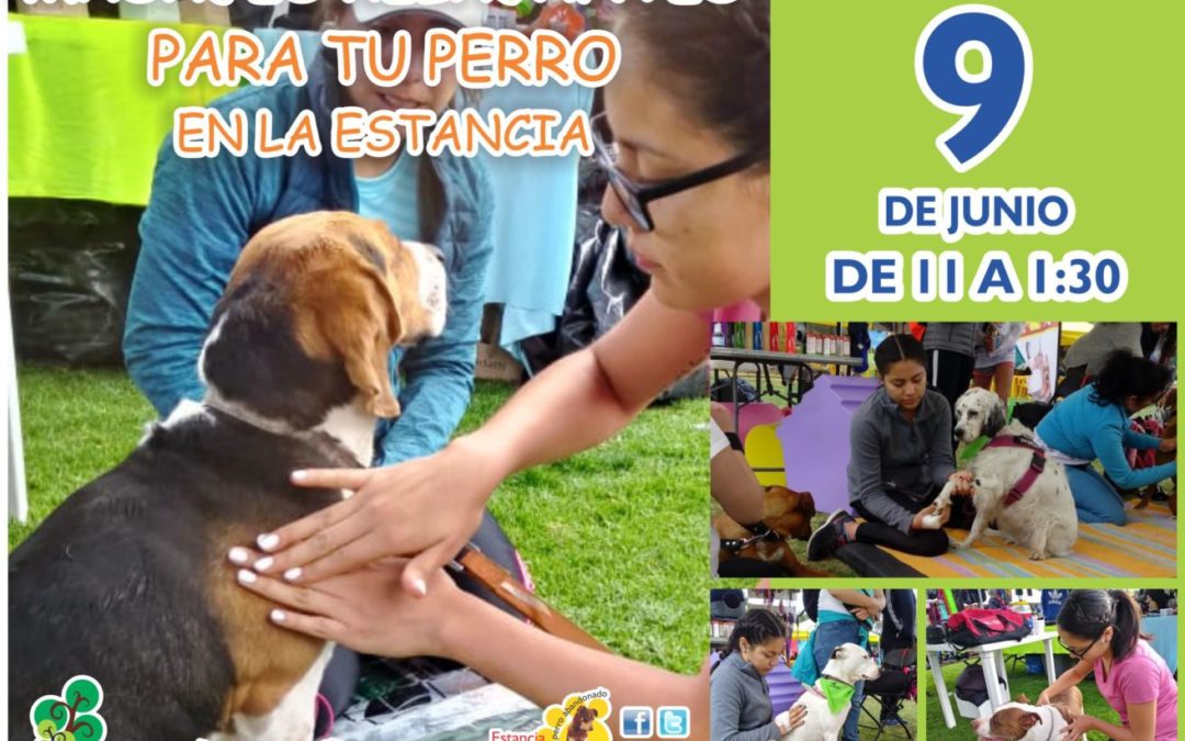 MASAJES RELAJANTES PARA TU PERRO EN LA ESTANCIA
