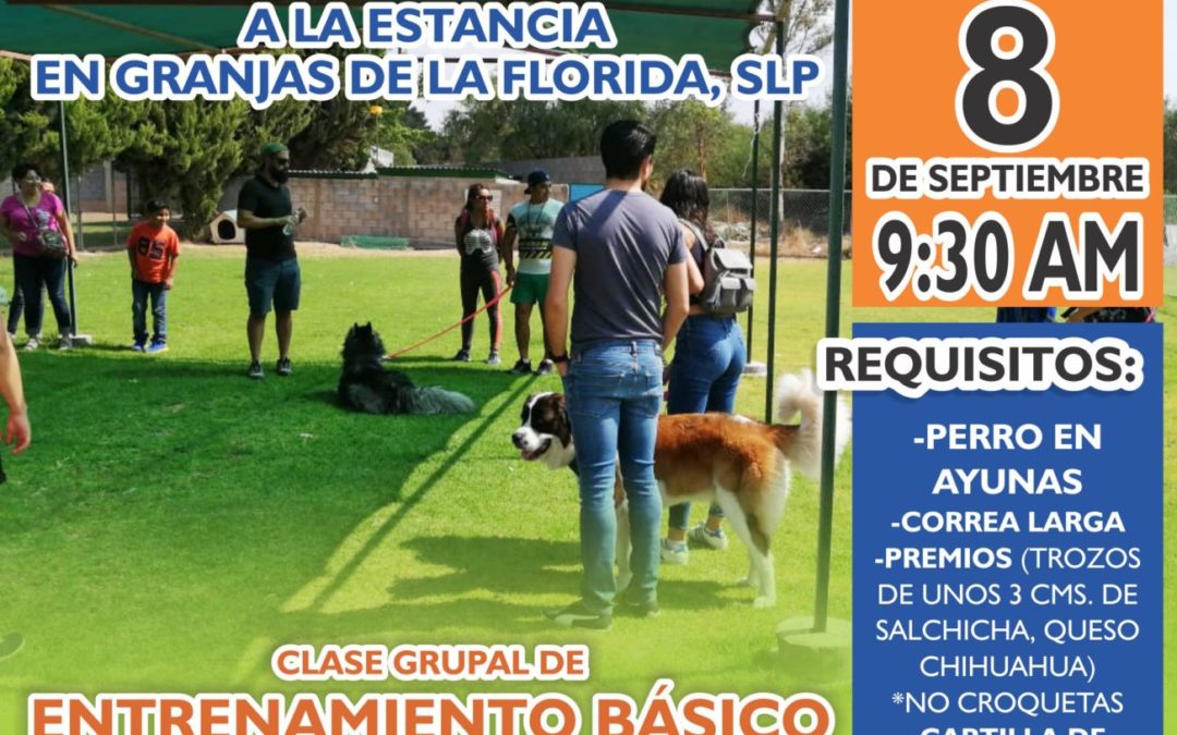 Clase gratuita de entrenamiento básico para tu perro