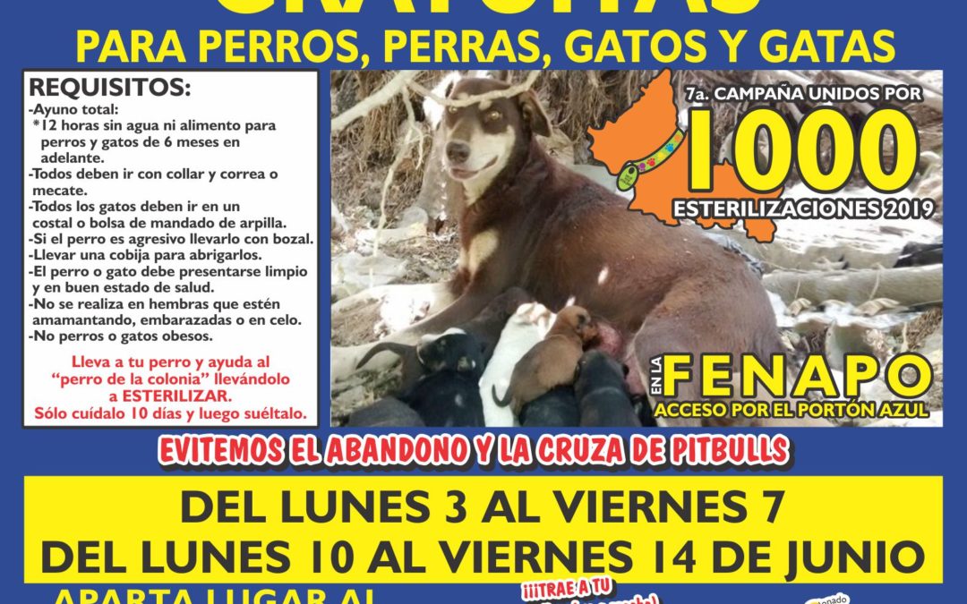 ESTERILIZACIONES GRATUITAS PARA PERROS Y GATOS