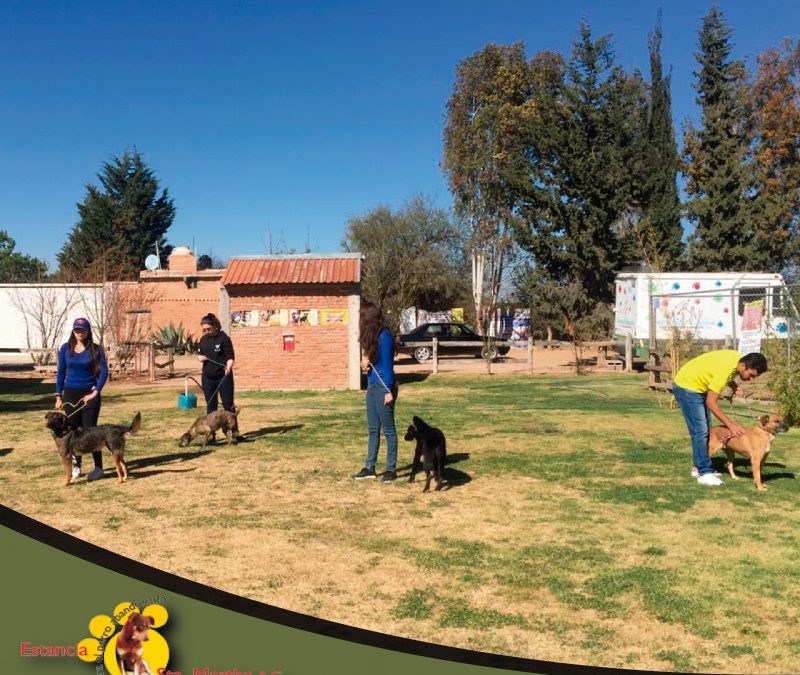 Voluntarios  del Tecmilenio en la Estancia